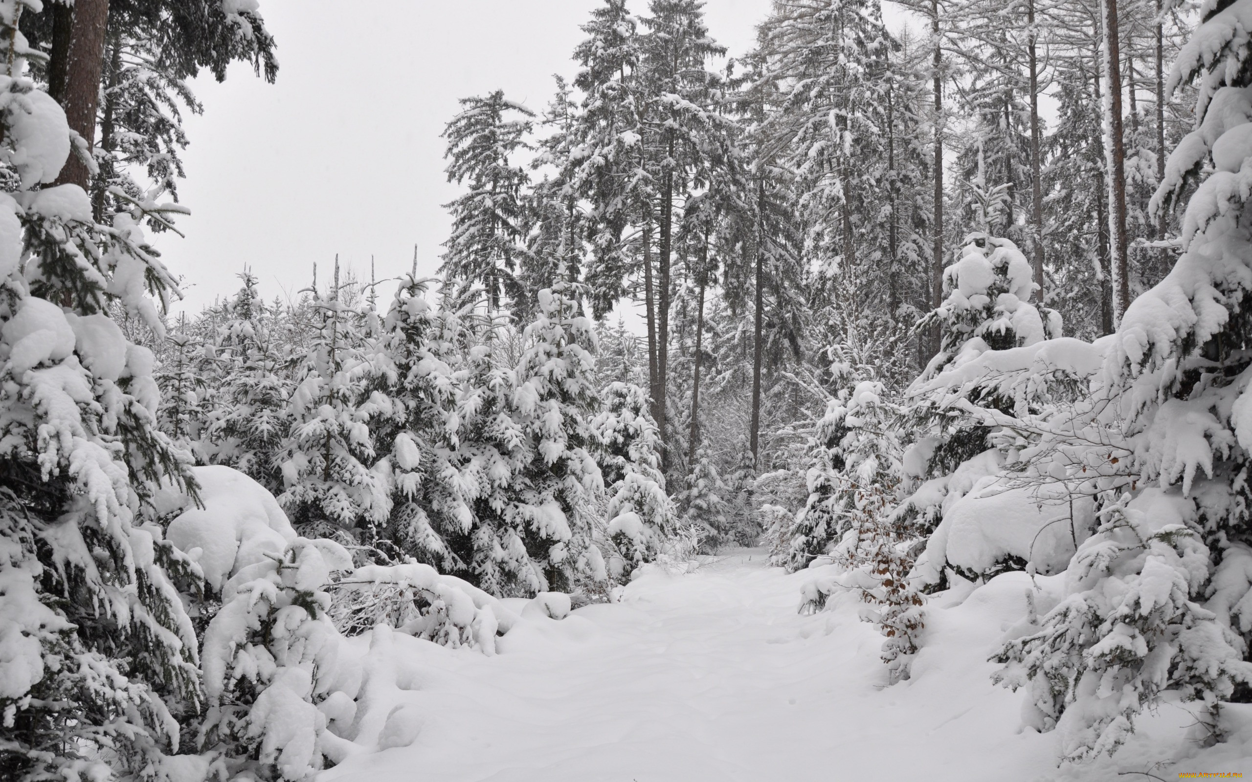 , , frost, winter, snow, forest, the